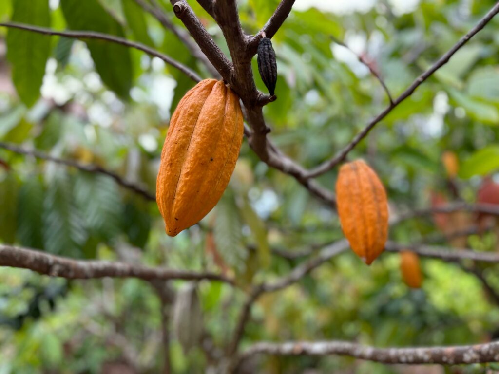 Close-up of ripe cacao pods hanging from a tree branch in Fajardo, Puerto Rico.